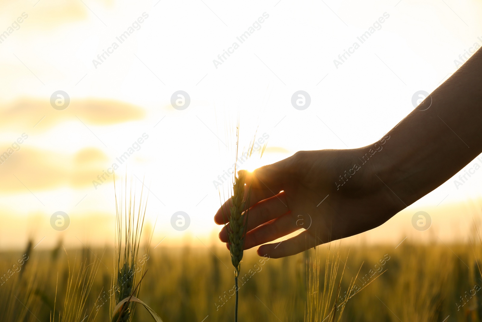 Photo of Woman in wheat field at sunset, closeup. Amazing summer nature