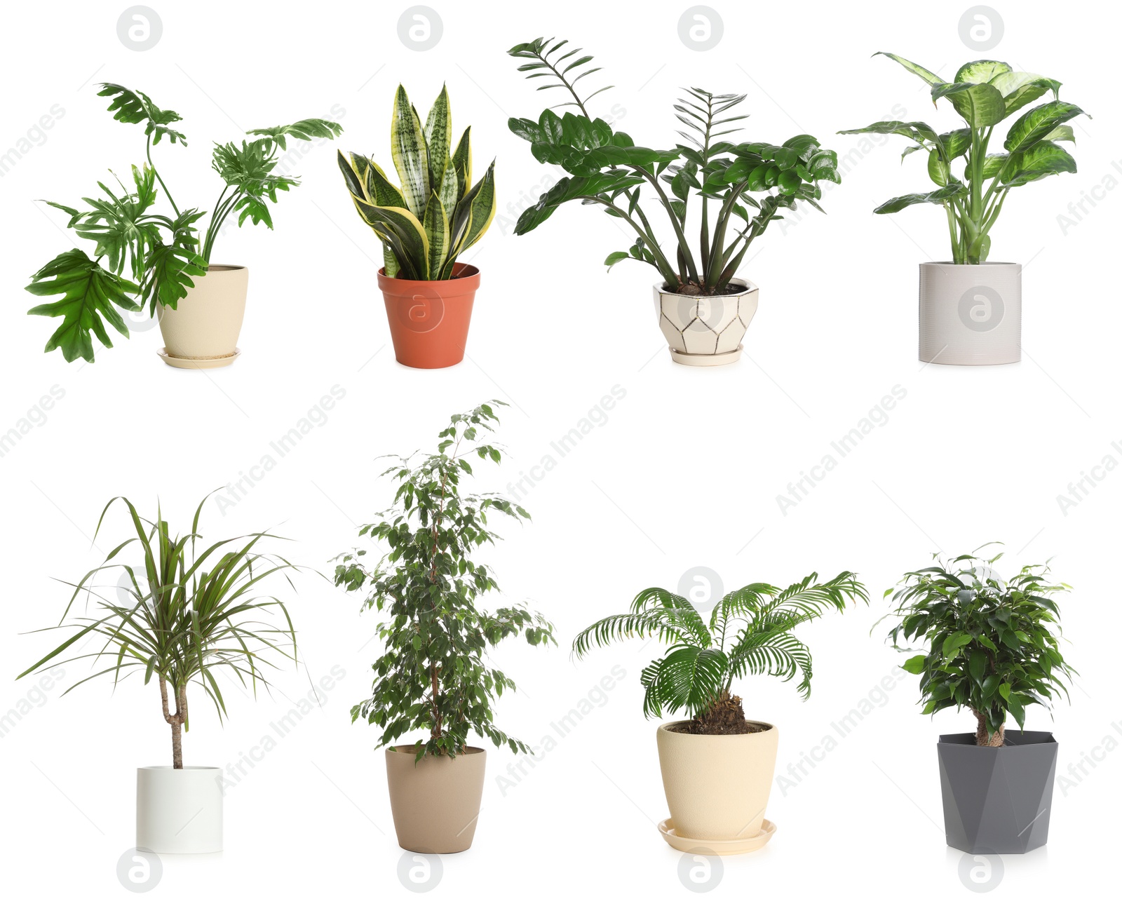 Image of Set of different houseplants in flower pots on white background