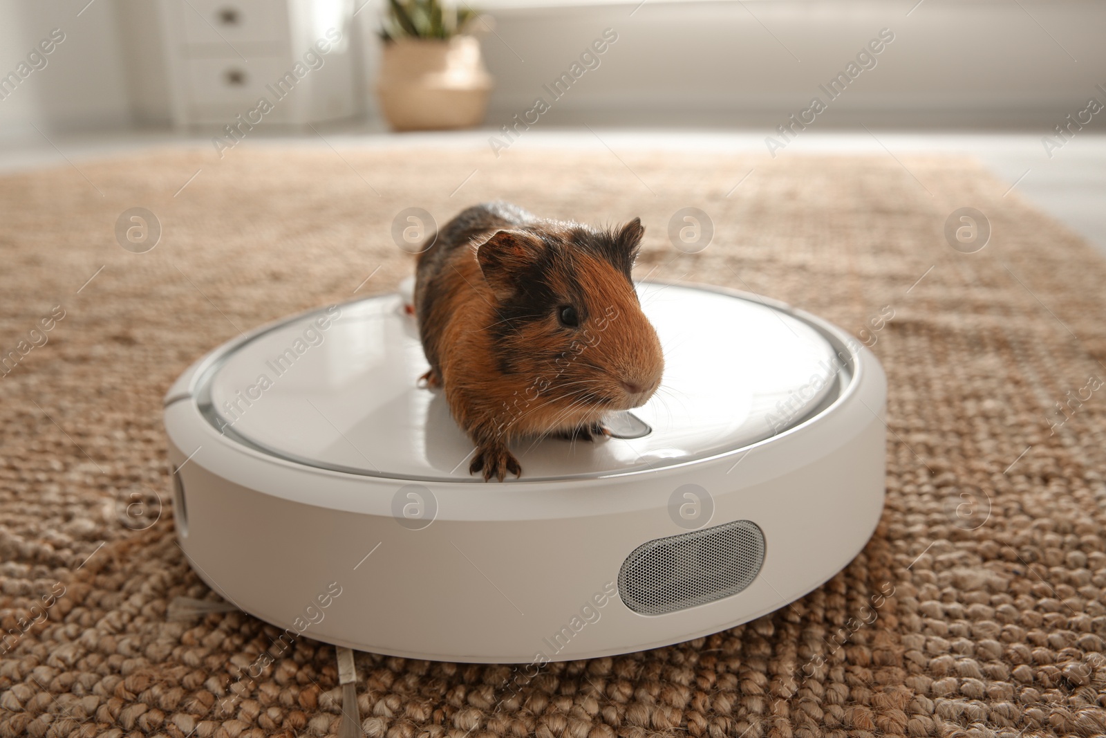 Photo of Modern robotic vacuum cleaner and guinea pig on floor at home