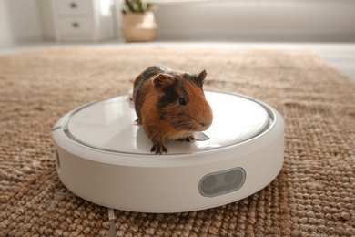 Photo of Modern robotic vacuum cleaner and guinea pig on floor at home