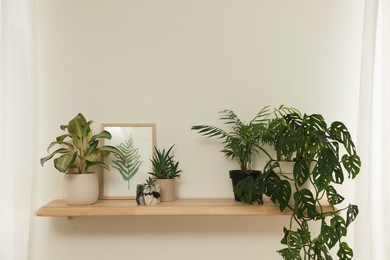 Photo of Beautiful green houseplants and picture on wooden shelf indoors. Interior design