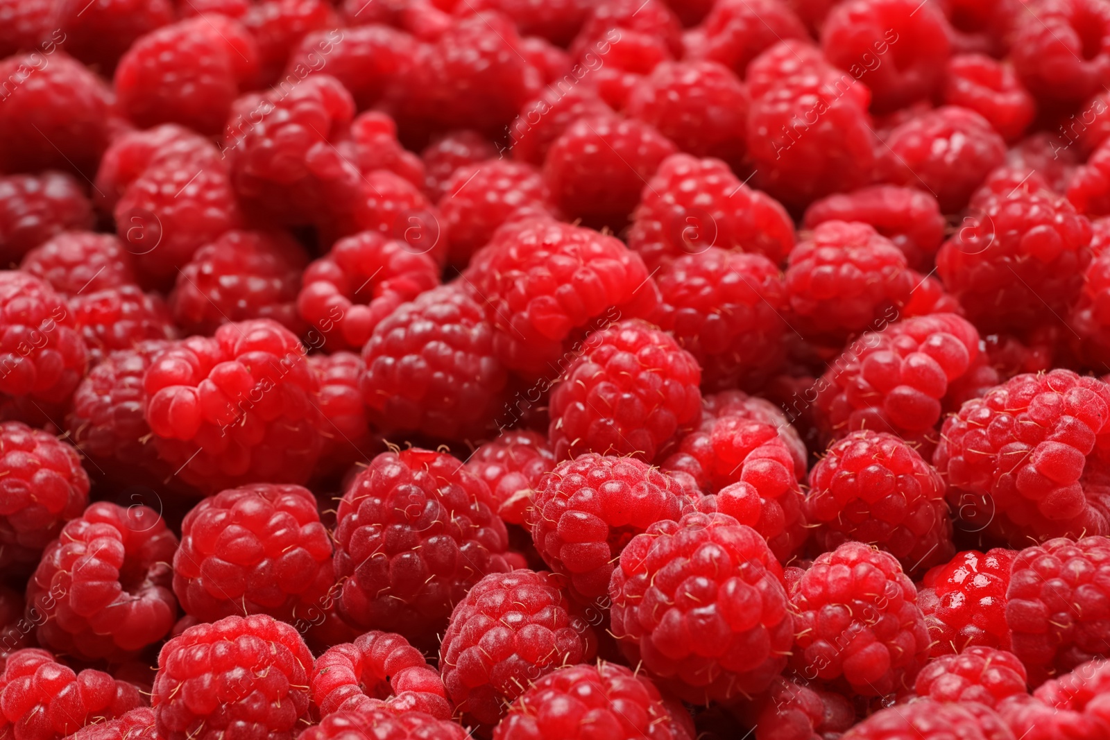 Photo of Ripe aromatic raspberries as background