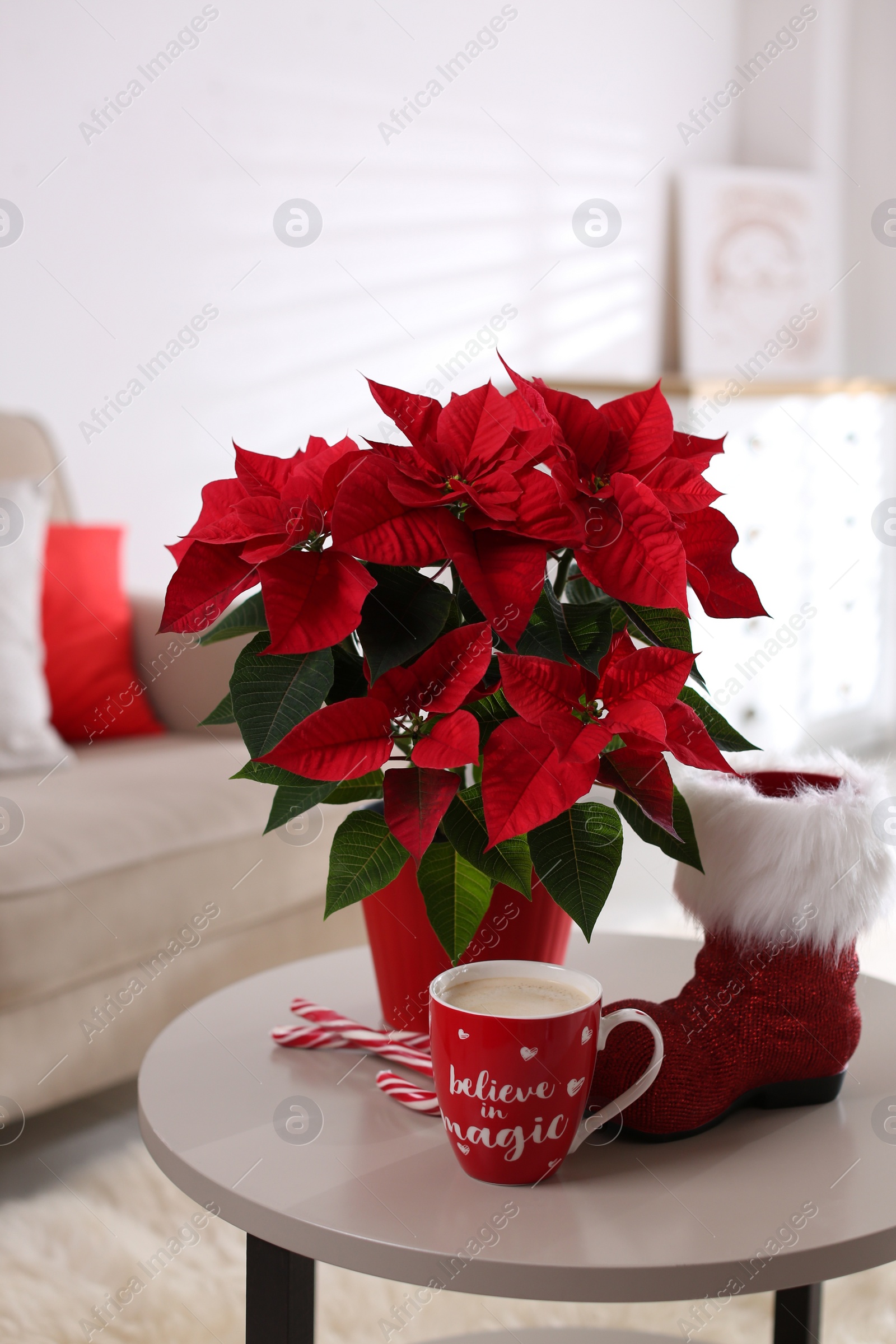 Photo of Beautiful poinsettia, red boot and cup of cocoa on table indoors. Traditional Christmas flower