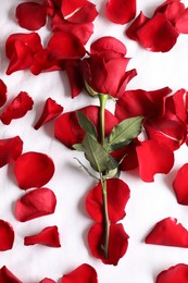 Photo of Honeymoon. Red rose and petals on bed, top view