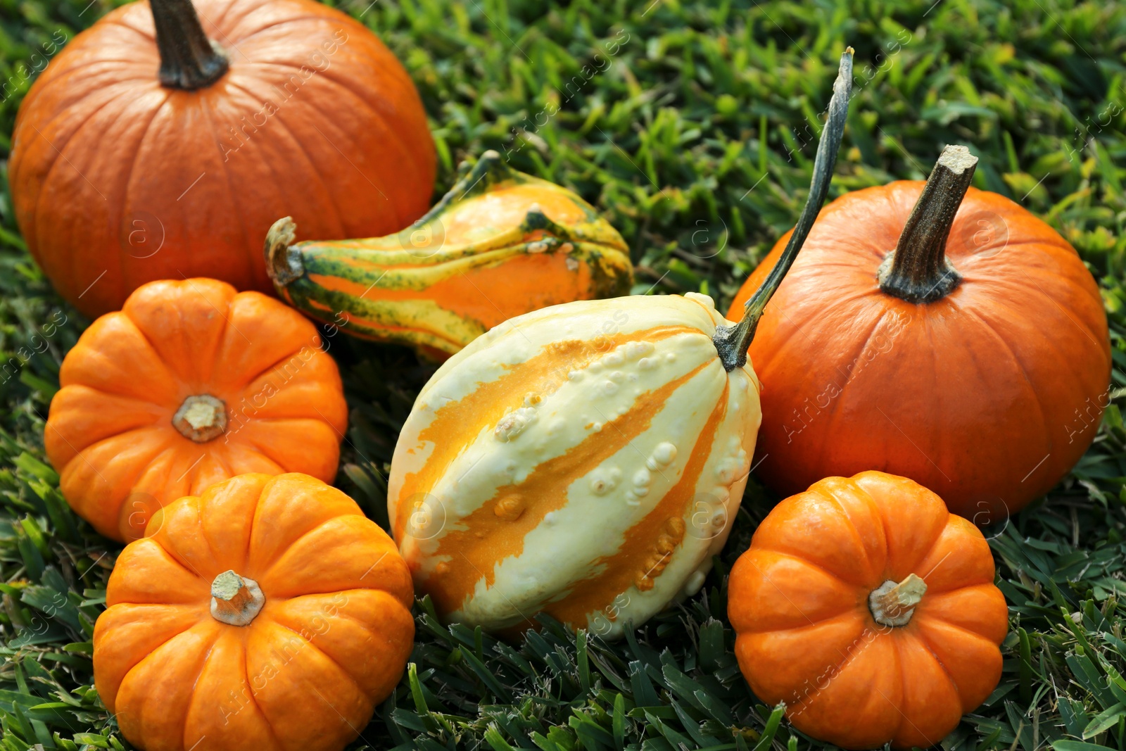 Photo of Many orange pumpkins on green grass outdoors