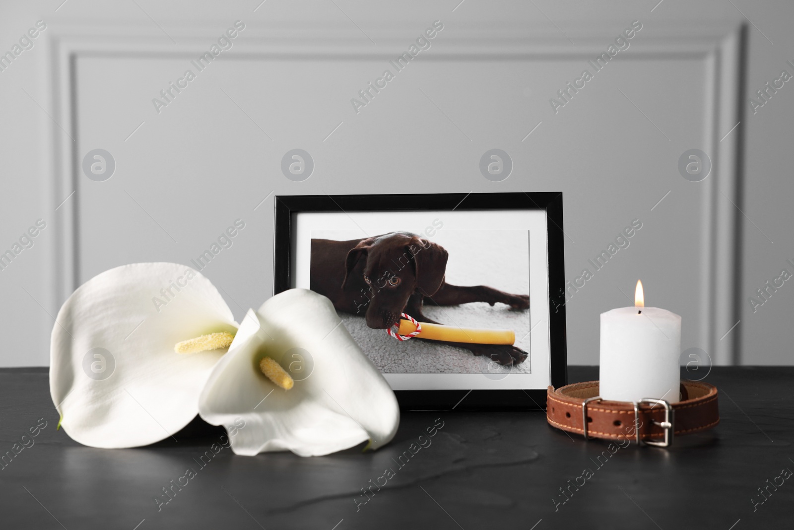 Photo of Frame with picture of dog, collar, burning candles and calla flowers on black table. Pet funeral