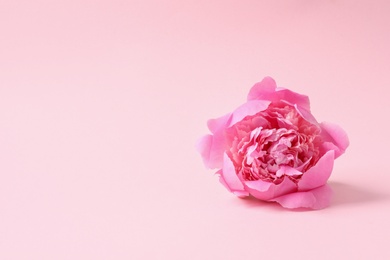 Fragrant peony on color background, space for text. Beautiful spring flower