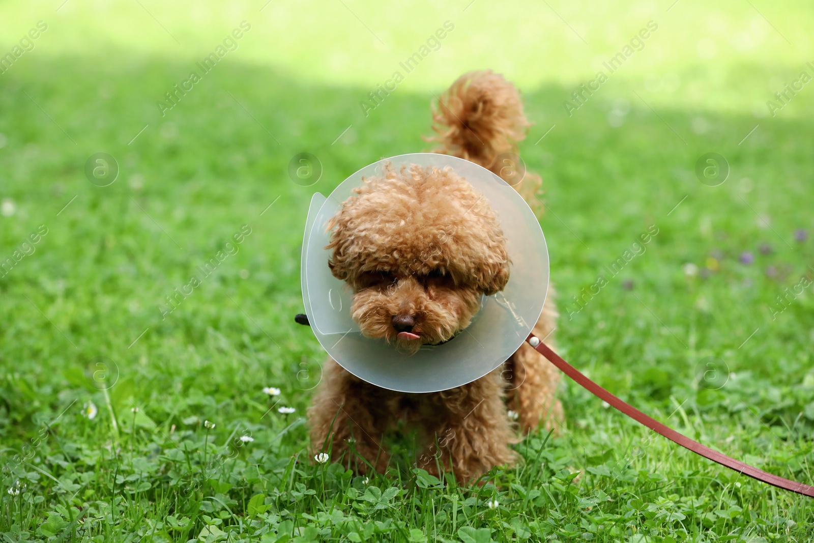 Photo of Cute Maltipoo dog with Elizabethan collar on green grass outdoors