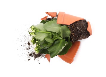 Broken terracotta flower pot with soil and kalanchoe plant on white background, top view