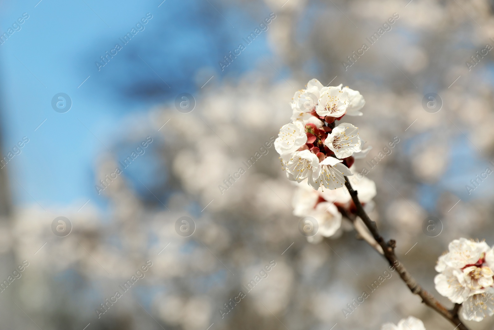 Photo of Beautiful apricot tree branch with tiny tender flowers outdoors, space for text. Awesome spring blossom