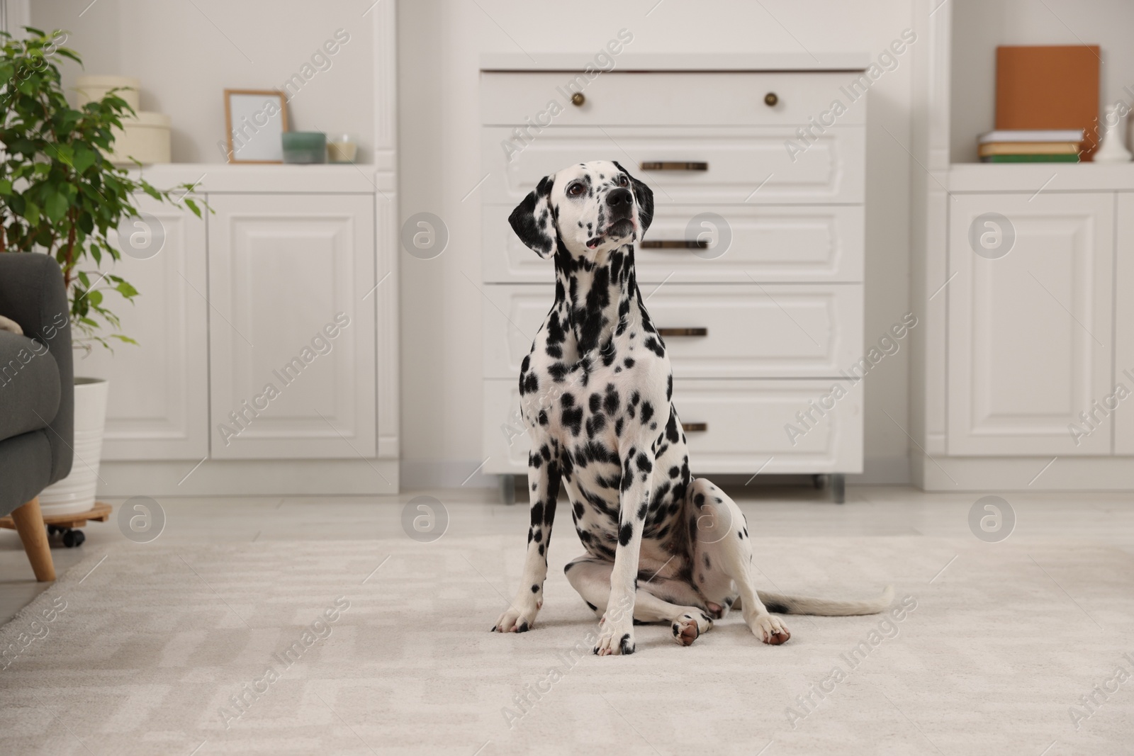 Photo of Adorable Dalmatian dog sitting on rug indoors. Lovely pet