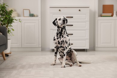 Photo of Adorable Dalmatian dog sitting on rug indoors. Lovely pet