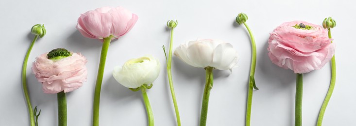 Beautiful ranunculus flowers on white background, top view. Banner design