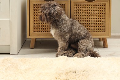 Photo of Cute dog near wet spot on beige carpet at home