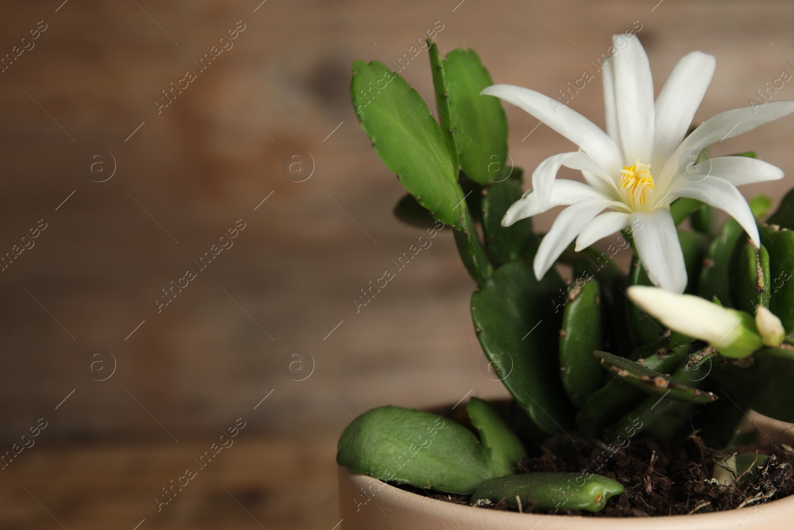 Photo of Beautiful blooming Schlumbergera (Christmas or Thanksgiving cactus) in pot against wooden background, closeup. Space for text