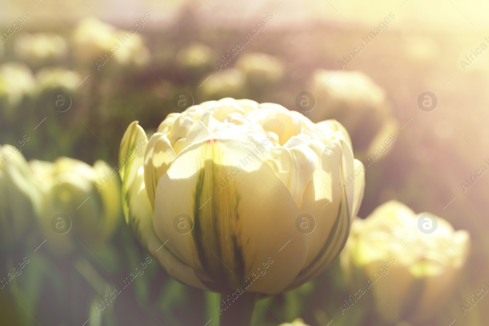 Image of Beautiful blooming tulip outdoors on sunny day, closeup