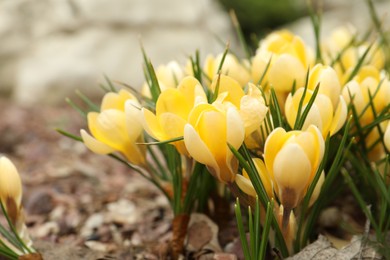 Photo of Beautiful yellow crocus flowers growing in garden, closeup