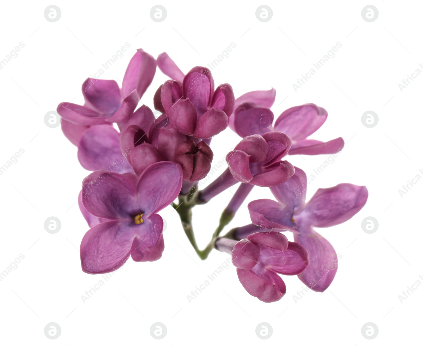 Photo of Beautiful purple lilac blossom isolated on white