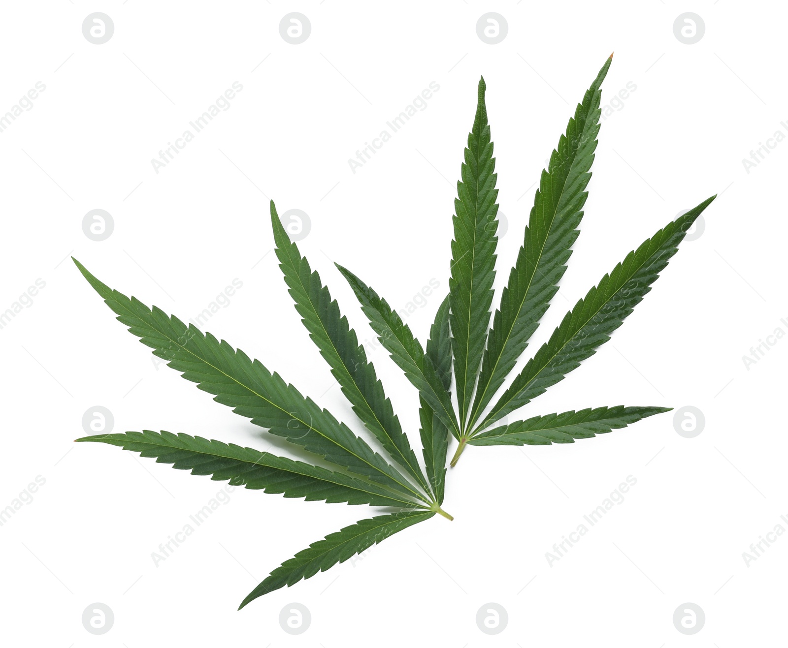 Photo of Green hemp leaves on white background, top view