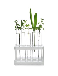 Photo of Rack with plants in test tubes isolated on white. Organic chemistry