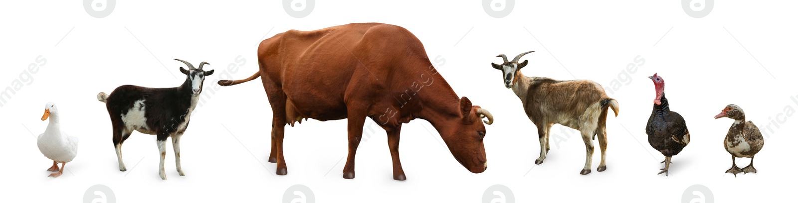 Image of Different farm animals on white background, collage. Banner design