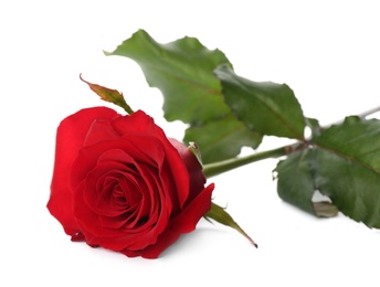 Photo of Beautiful red rose on white background. St. Valentine's day celebration