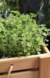 Different aromatic potted herbs in wooden crate, closeup