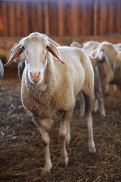 Many sheep in barn on farm. Cute animals