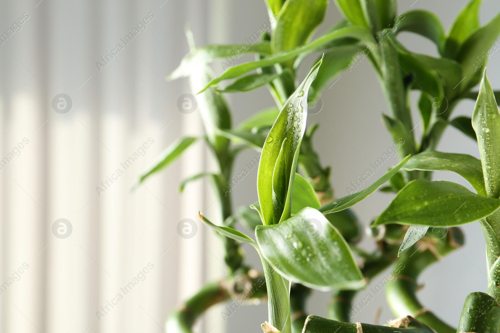 Photo of Green bamboo plant on blurred background, closeup. Space for text