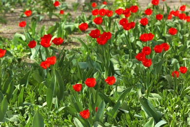 Many beautiful tulips in garden on sunny day. Blooming spring flowers