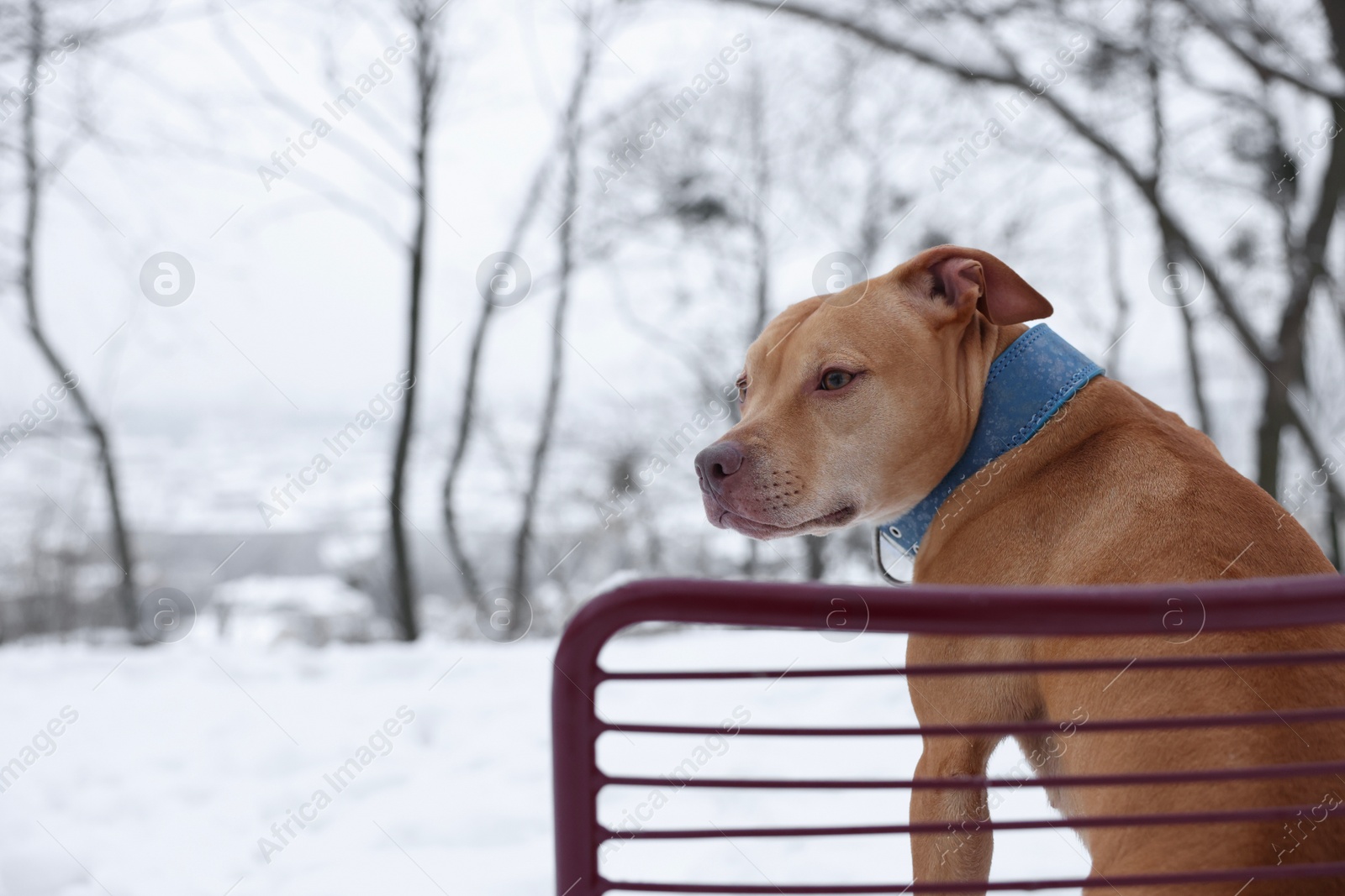 Photo of Cute dog sitting on chair in snowy park. Space for text