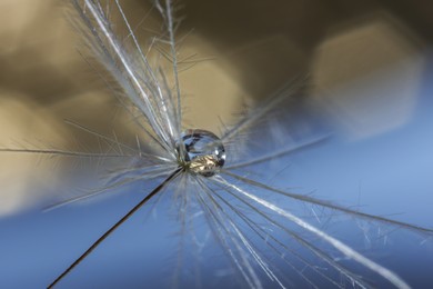 Photo of Seeds of dandelion flower with water drop on blurred background, macro photo