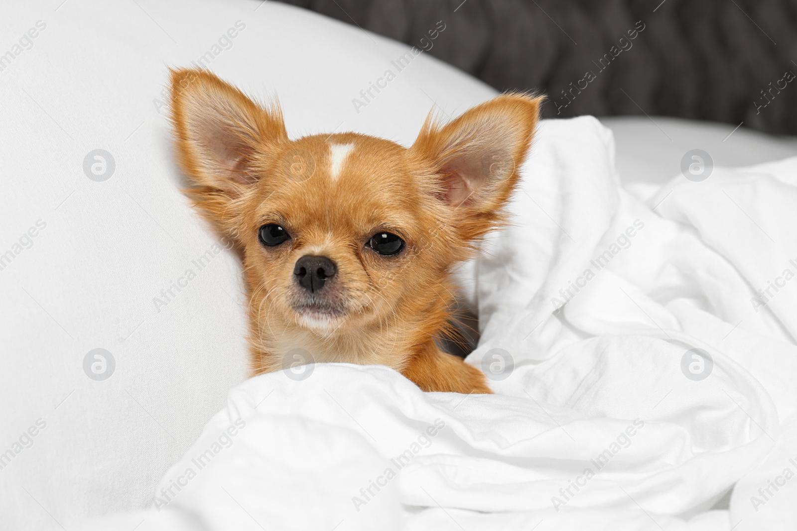 Photo of Cute small Chihuahua dog lying in bed