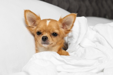 Cute small Chihuahua dog lying in bed