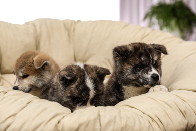 Photo of Akita inu puppies in papasan chair indoors. Cute dogs