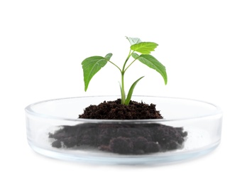 Photo of Green plant with soil in Petri dish isolated on white. Biological chemistry