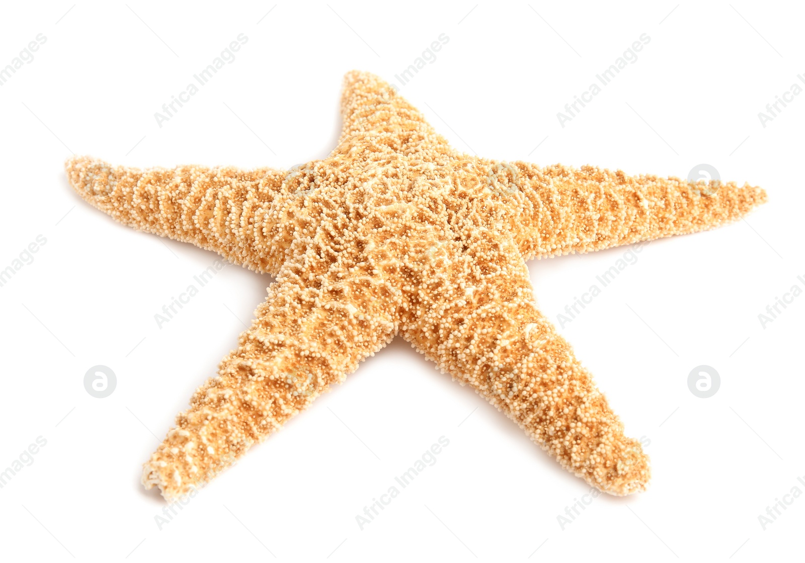 Photo of Beautiful starfish on white background. Beach object