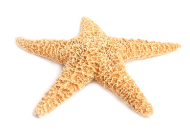 Photo of Beautiful starfish on white background. Beach object