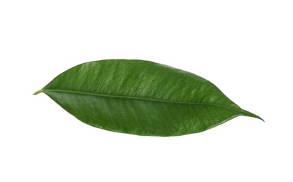 Photo of Fresh green ficus leaf on white background