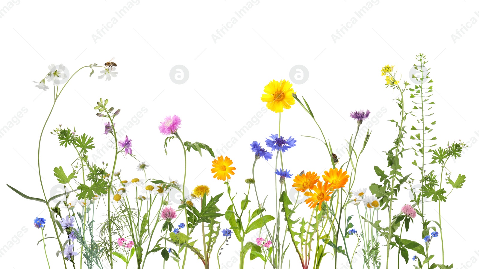 Image of Colorful meadow flowers and bee on white background, banner design