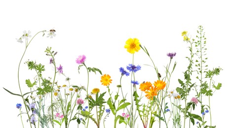 Image of Colorful meadow flowers and bee on white background, banner design