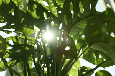 Photo of Beautiful green houseplant near window on sunny day, closeup