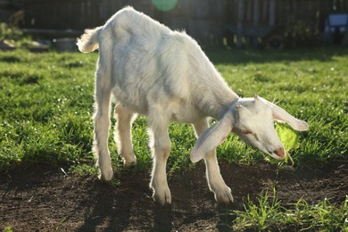 Cute goat grazing at farm on sunny day
