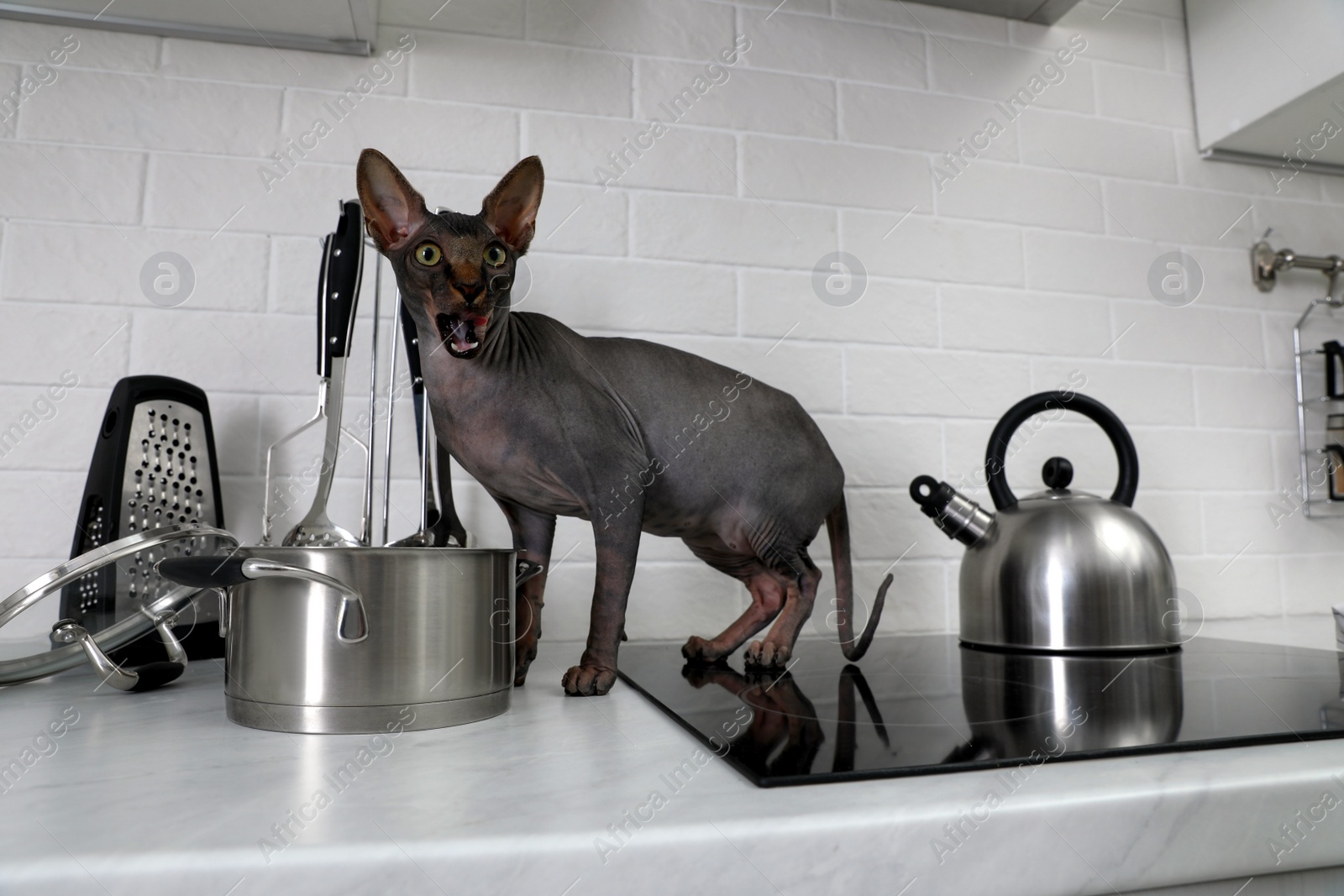 Photo of Sphynx cat on kitchen countertop at home