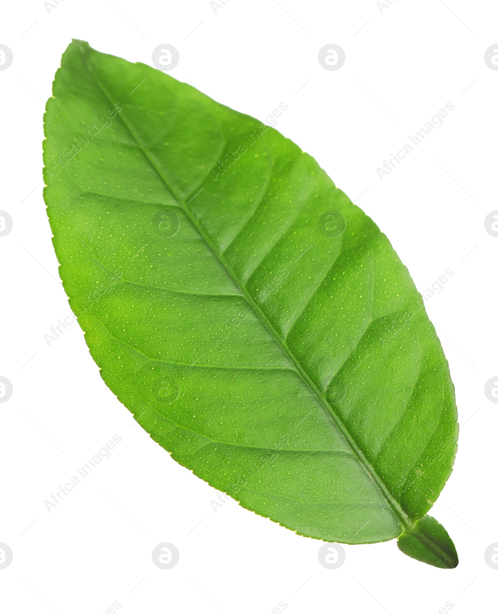 Photo of Green leaf of lemon tree isolated on white