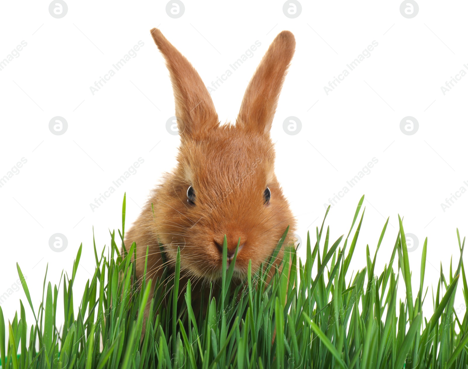 Photo of Cute red bunny among green grass on white background