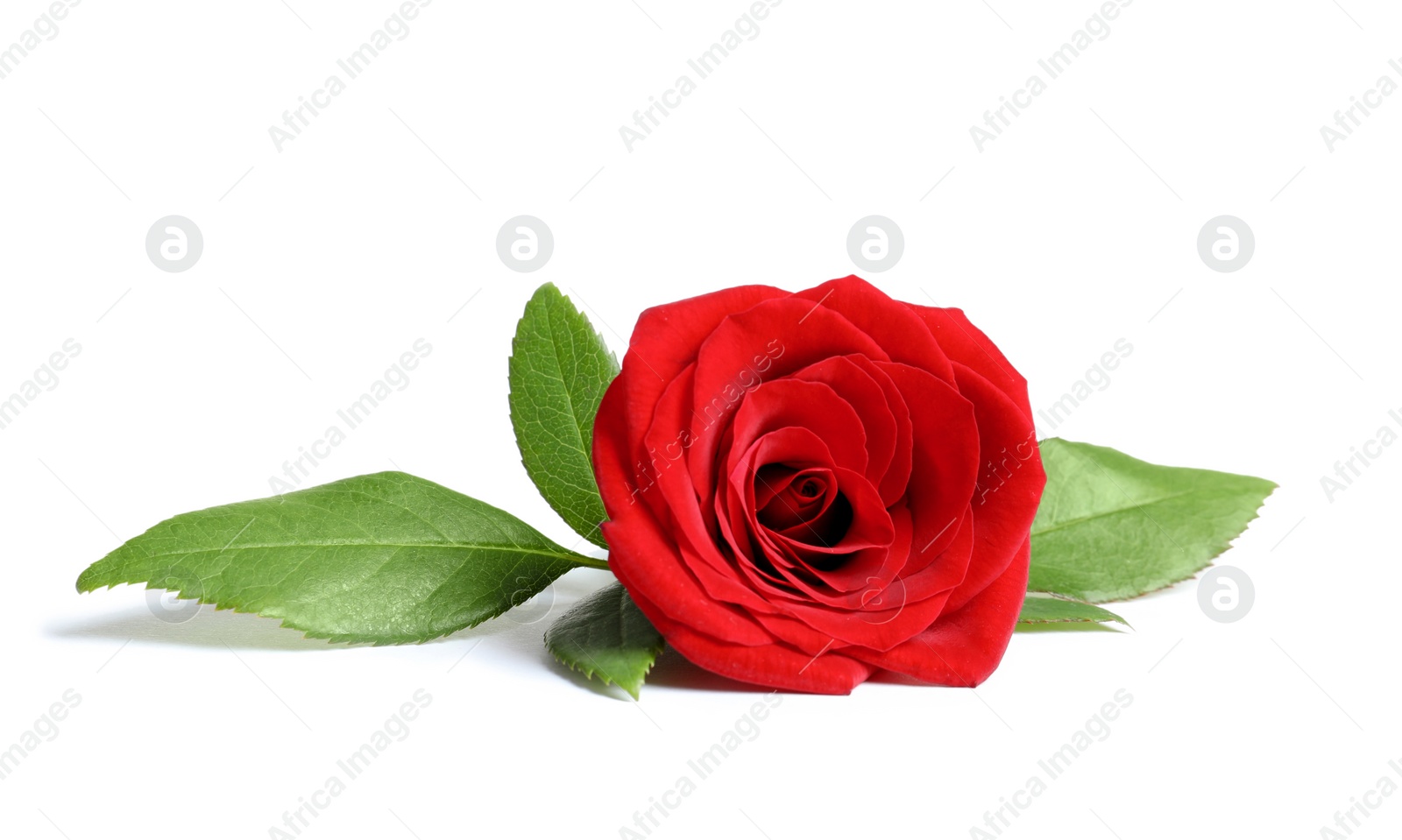 Photo of Beautiful red rose flower on white background