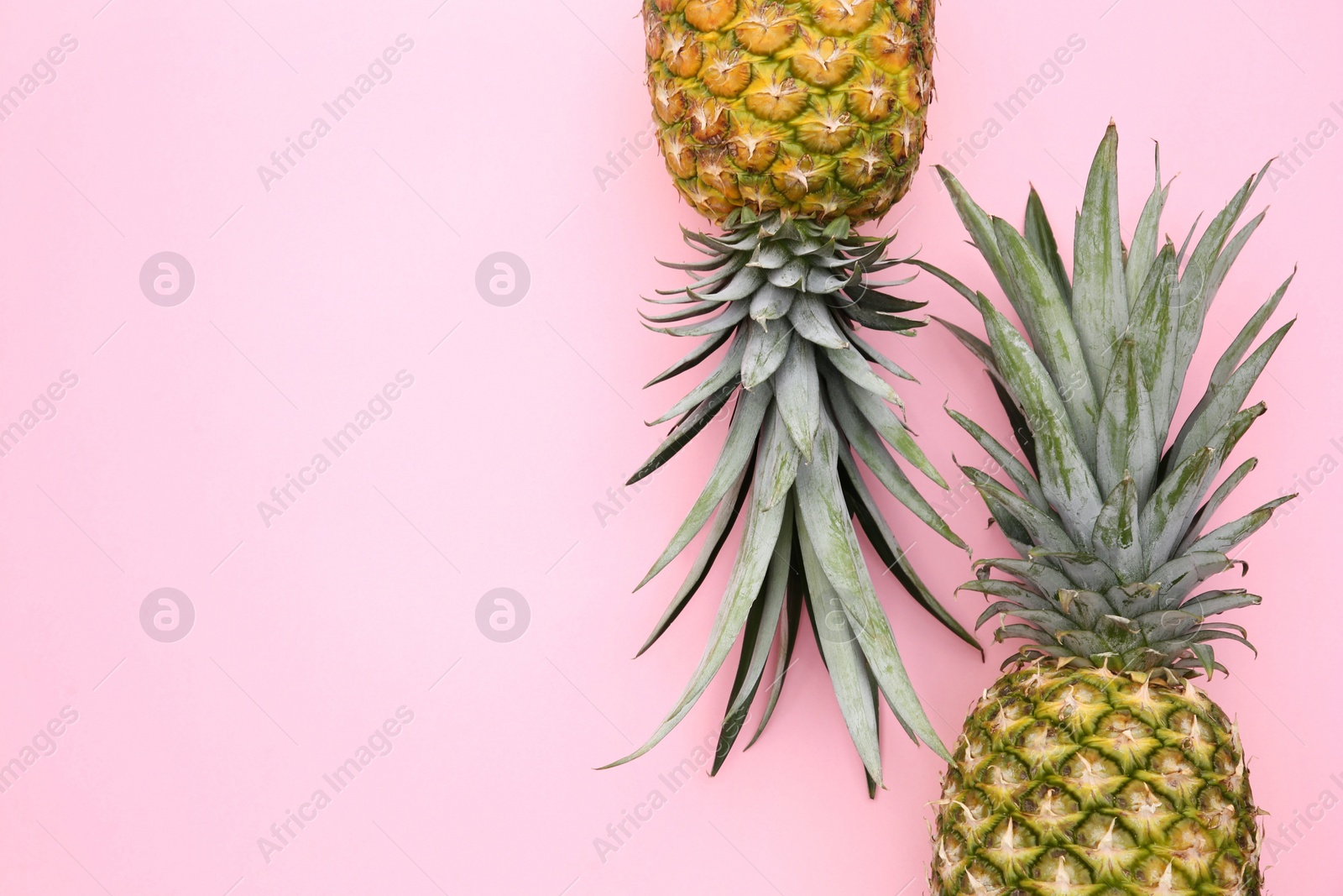 Photo of Delicious ripe pineapples on pink background, flat lay. Space for text