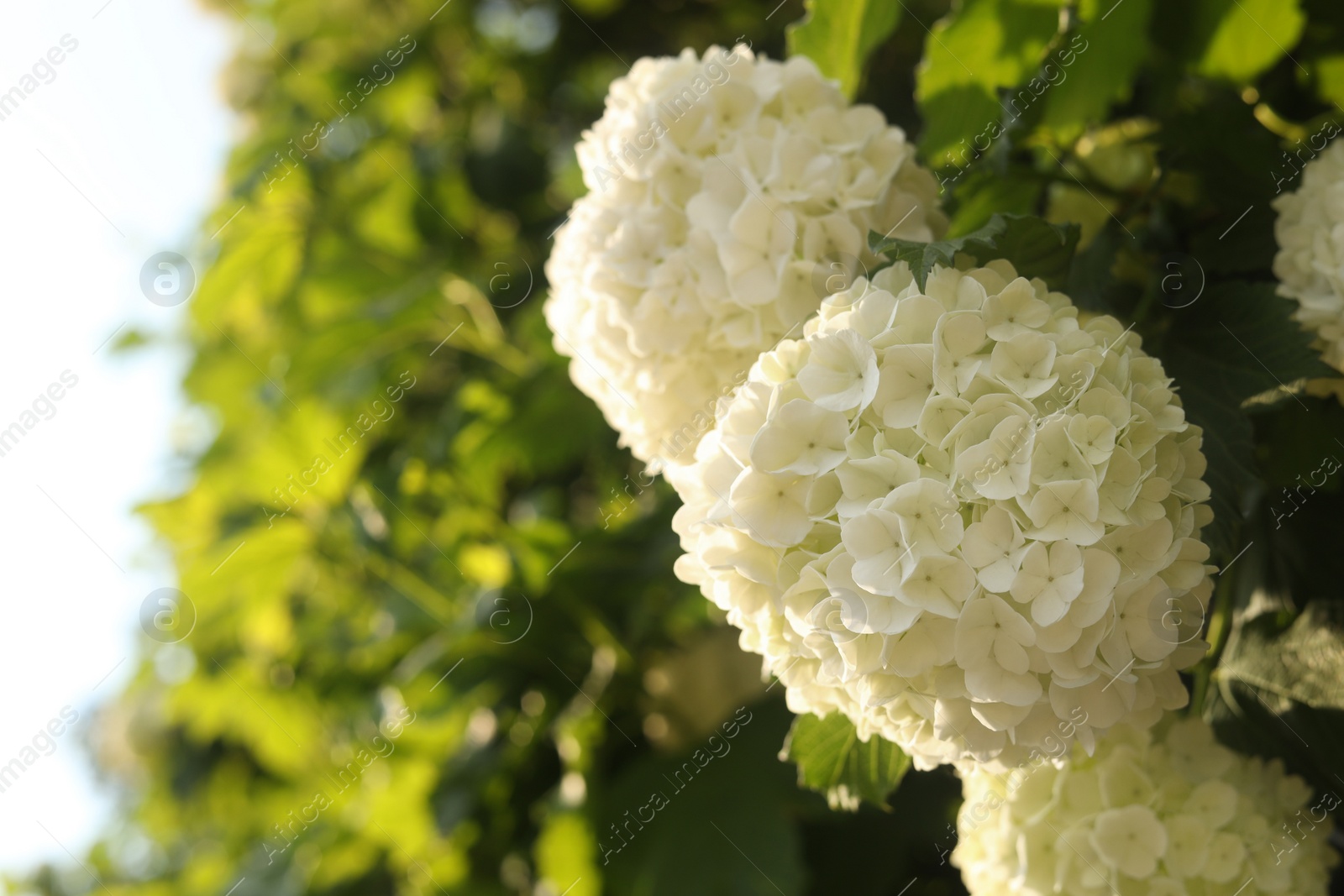 Photo of Beautiful hydrangea plant with white flowers outdoors, closeup