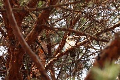 Beautiful owl on conifer tree in forest